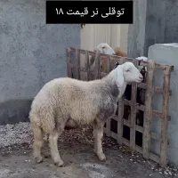 فروش مال داشتی یا کشتاری