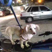 سگ اپارتمانی