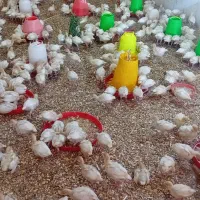 جوجه بوقلمون بیوتی ۲۰ روزه