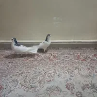 کبوتردمگیر یاسیاه پشت