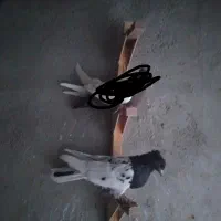 کبوتر فروشی|پرنده|بهبهان, |دیوار