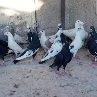 کفتر|پرنده|شیراز, دارالرحمه|دیوار