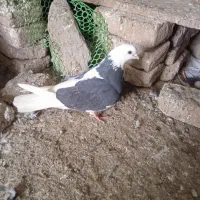 کبوتر|پرنده|اردبیل, |دیوار