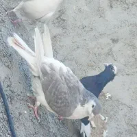 سه عدد کبوتر|پرنده|دلبران, |دیوار