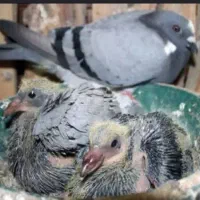 بالا دوبر آلیام