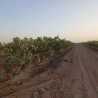 باغ-پسته