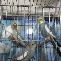 عروس هلندی جفت