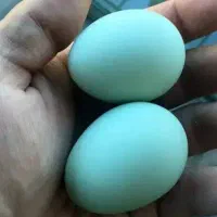 آمرکانا . امروکانا . اراکانا . تخم آبی