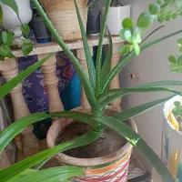 گل آلوئورا بزرگ،