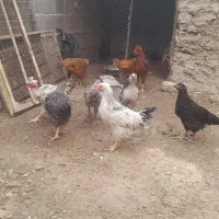 جوجه شوره ایی