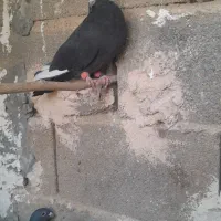 ۱جفت پلاکی بقیش رنگی خریدار واقعی بیاد|پرنده|فورگ, |دیوار