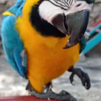 اجاره خانه در نوبهار