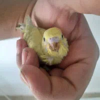 جفت مرغ عشق مولدهمراهباجوجه وجفت عروس لوتینوباتخم|پرنده|مشهد, کشف|دیوار