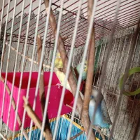 مرغ عشق|پرنده|کنارک, |دیوار