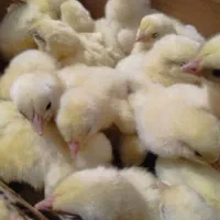 جوجه گوشتی راس ۳۰۸ تولید شده از بهترین مادر|حیوانات مزرعه|گتاب, |دیوار