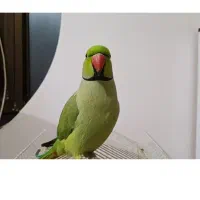 . طوطی سبز ملنگو