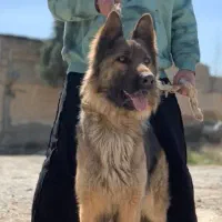 واگذاری سگ ژرمن ماده