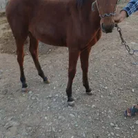 کره اسب