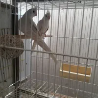 عروس هلندی لوتینو والبینو  فروشی|پرنده|تربت جام, مطهری|دیوار