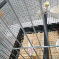 چهارعدد عروس هلندی زیبا|پرنده|قائمشهر, |دیوار