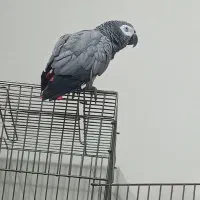 کاسکو ۱۰۰۰ کلام رقاص