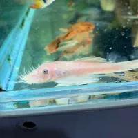 کت پوزه بوته ای بلو آیز مولد