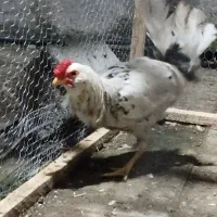 خروس گلین لری ریشو