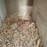 عروس جفت|پرنده|گلبهار, شهر جدید گلبهار|دیوار