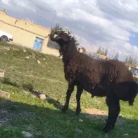 گوسفد نر|حیوانات مزرعه|سراب, |دیوار