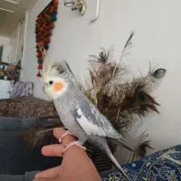 جفت عروس پاریس مولد|پرنده|کوهدشت, |دیوار