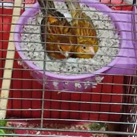 قناری سرخ  سوخته