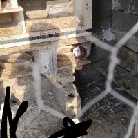 کبوتر طوقی|حراج|میاندوآب, |دیوار