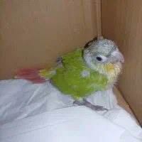 جوجه گرینچیک