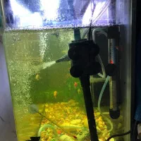 آکواریوم کامل با میز|ماهی|چهاردانگه (تهران), |دیوار