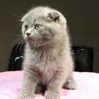 بچه گربه اسکاتیش نر|گربه|تهران, تهرانسر مرکزی|دیوار