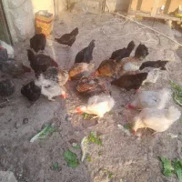 مرغ تخم گذار|حیوانات مزرعه|مسجد سلیمان, |دیوار