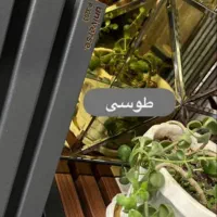 ترمووال ماربل قر نیز|مصالح و تجهیزات ساختمان|تهران, خلیج فارس|دیوار