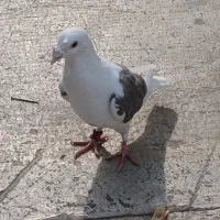 پشت گراف|پرنده|مشهد, رضاییه|دیوار