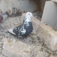 گلی هما سبز زرد.سرور.ماده انگلیسی.زاغ.دمسیا