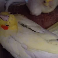 چند جفت مولد روی تخم