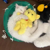 گربه|گربه|ارومیه, |دیوار