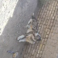 شهرستان رشتخوار