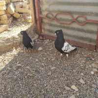 سلام کفتر فروشی|پرنده|دشتابی, |دیوار