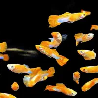 ۱۰نژاد ماهی رنگین کمان رسید|ماهی|اردبیل, |دیوار