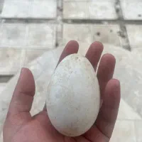 تخم نطفه دار قوغاز لیندا