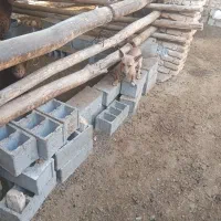 سگ پاکوتا|سگ|آق قلا, |دیوار