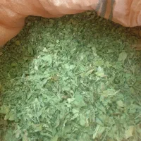 کرفس کوهی|خوردنی و آشامیدنی|فریدونشهر, |دیوار