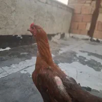 مرغ در حال تخمگزاری