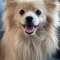 ماده برای جفت گیری