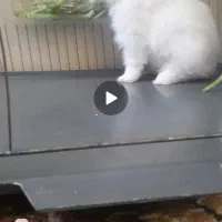 دو عدد خرگوش یکی لوپ یکی ساده